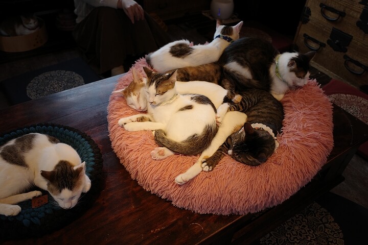 猫カフェの猫たち